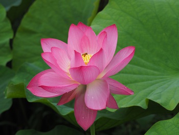 栗林公園のハスの花