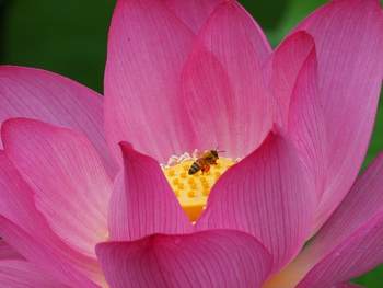 栗林公園のハスの花