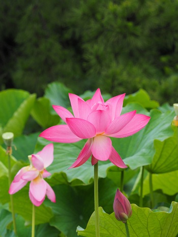 栗林公園のハスの花