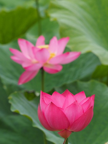 栗林公園のハスの花