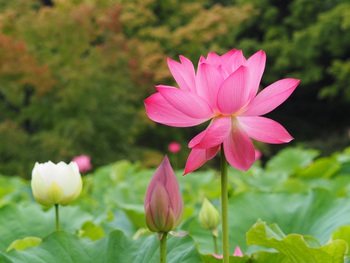 栗林公園のハスの花
