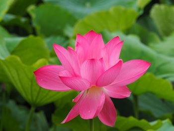 栗林公園のハスの花