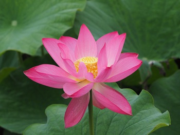 栗林公園のハスの花