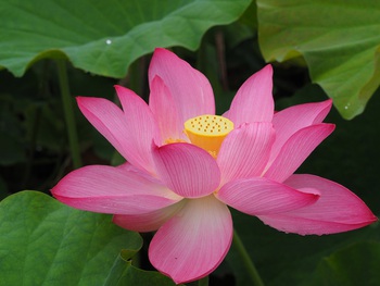 栗林公園のハスの花