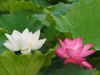 栗林公園のハスの花