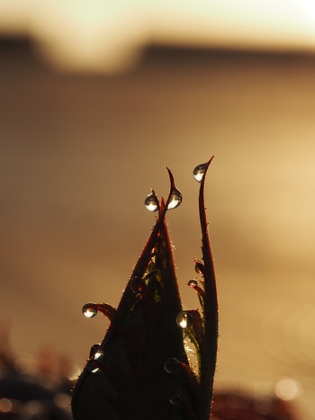 キラキラ朝露