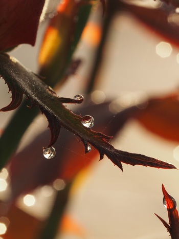 キラキラ朝露