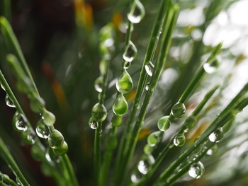七夕も雨スタート