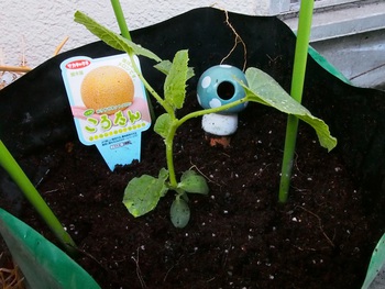 ベランダ菜園開始
