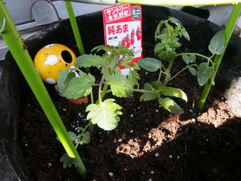 ベランダ菜園開始