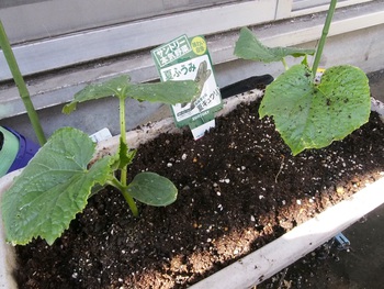 ベランダ菜園開始