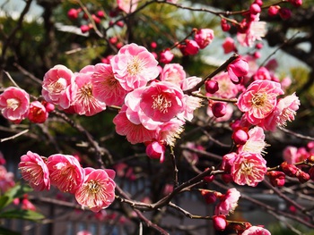 七分咲きの小梅