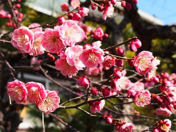 七分咲きの小梅