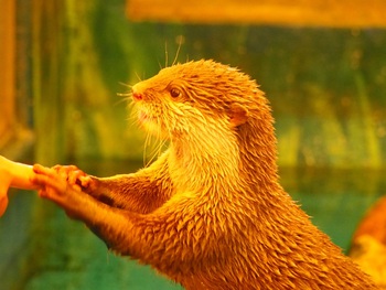 カワウソ君
