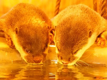 カワウソ君