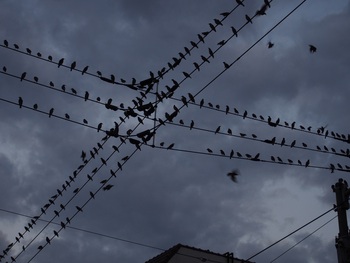 鳥・鳥・鳥