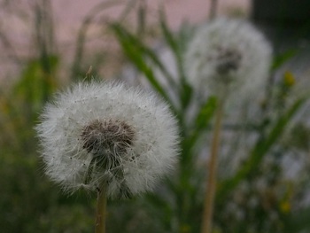 ラスト桜