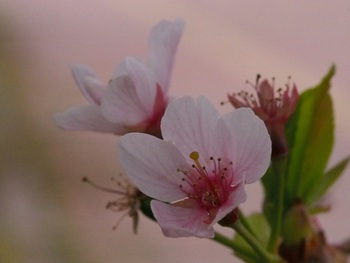 ラスト桜