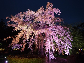 夜の栗林公園
