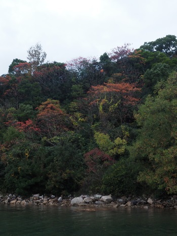 紅葉チェック