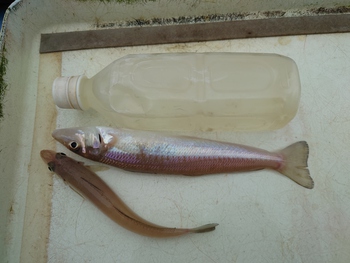 本日の釣果