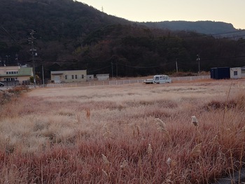 今朝は、霜で真っ白