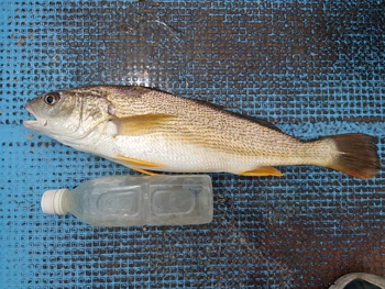 本日の釣果