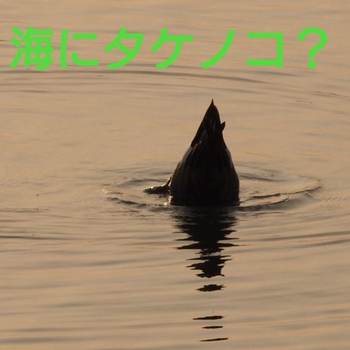 海にタケノコか？