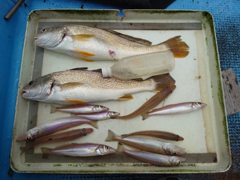 本日の釣果