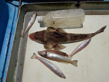 本日の釣果