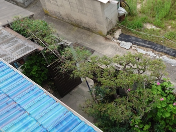 松の剪定、完了