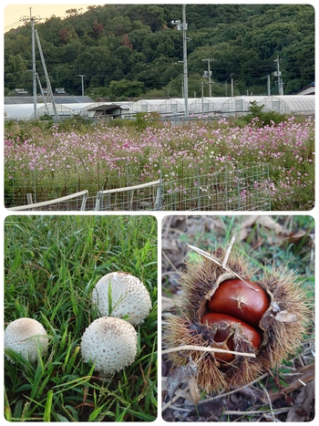秋景色