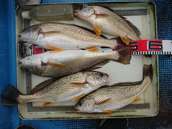 2020年2回目の魚釣り