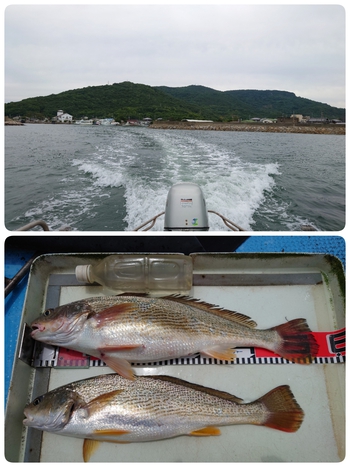 本日の釣果