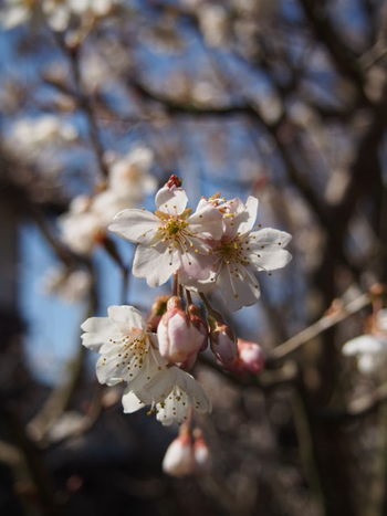さくらんぼの花