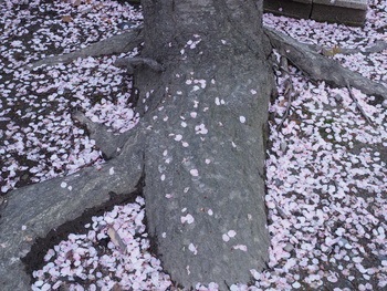 サクラの絨毯