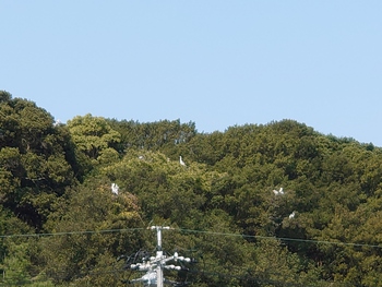 のんびり散歩