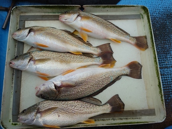 本日の釣果