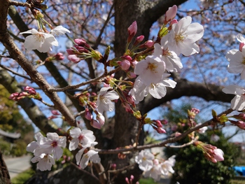 来週末かな