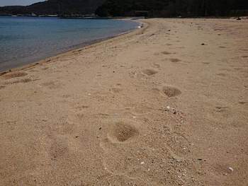 今日も砂浜散歩