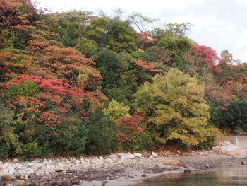 紅葉進行中