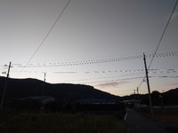 ウォーキング101日目 2024/10/21 09:15:13