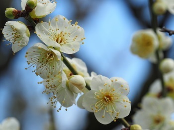 栗林公園