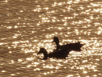 海にタケノコか？