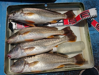 本日の釣果