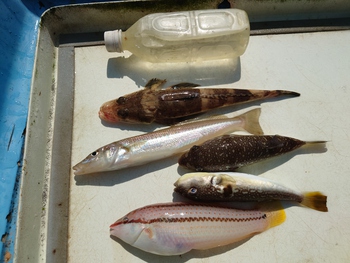 本日の釣果