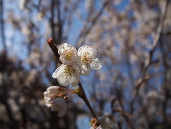 さくらんぼの花