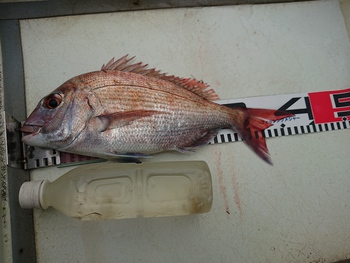 2020年2回目の魚釣り