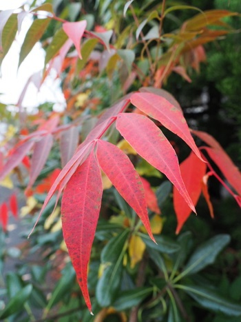 紅葉チェック