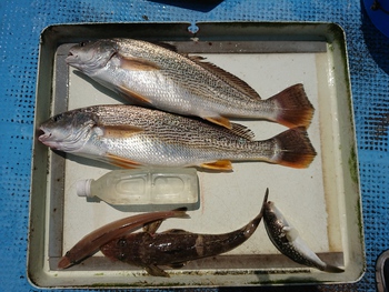 本日の釣果